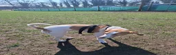 Foxhound dogs for sale: Peggy - Advert 8