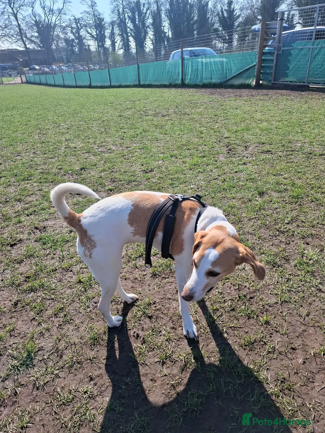 Foxhound dogs for sale: Peggy - Advert 8