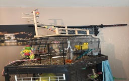 Cockatiels birds for sale: Eight birds for sale and 3 large cages £810 - Image 3