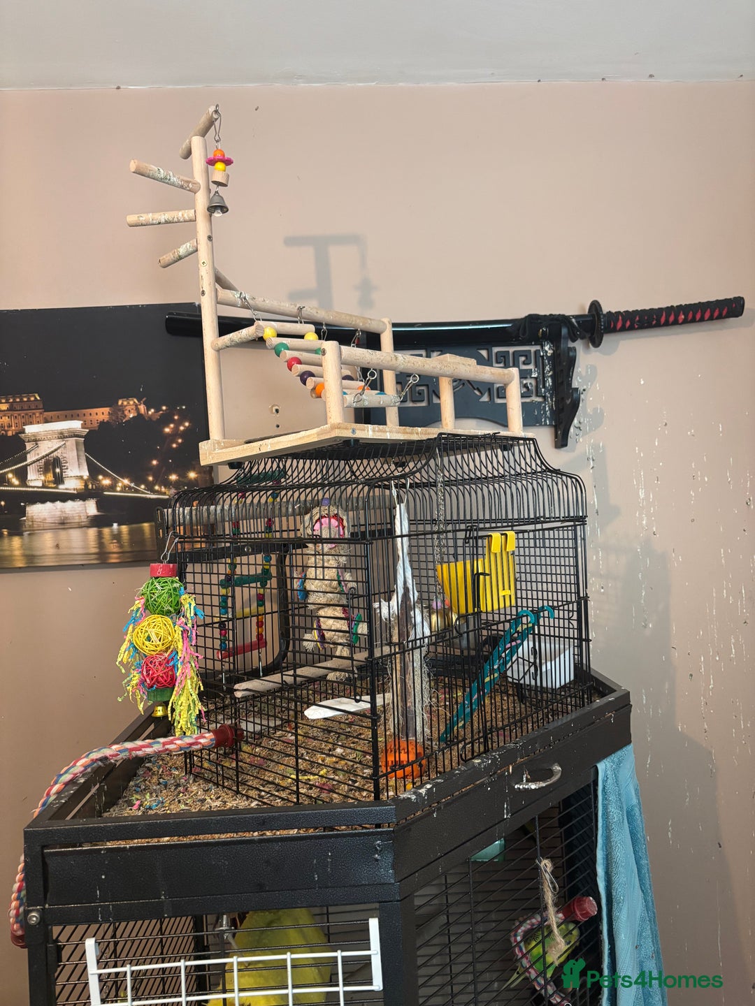 Cockatiels birds for sale: Eight birds for sale and 3 large cages £810 - Image 3