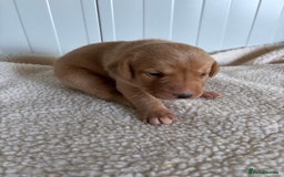 Labrador Retriever dogs for sale: QUALITY LABRADOR PUPPIES  - Image 4