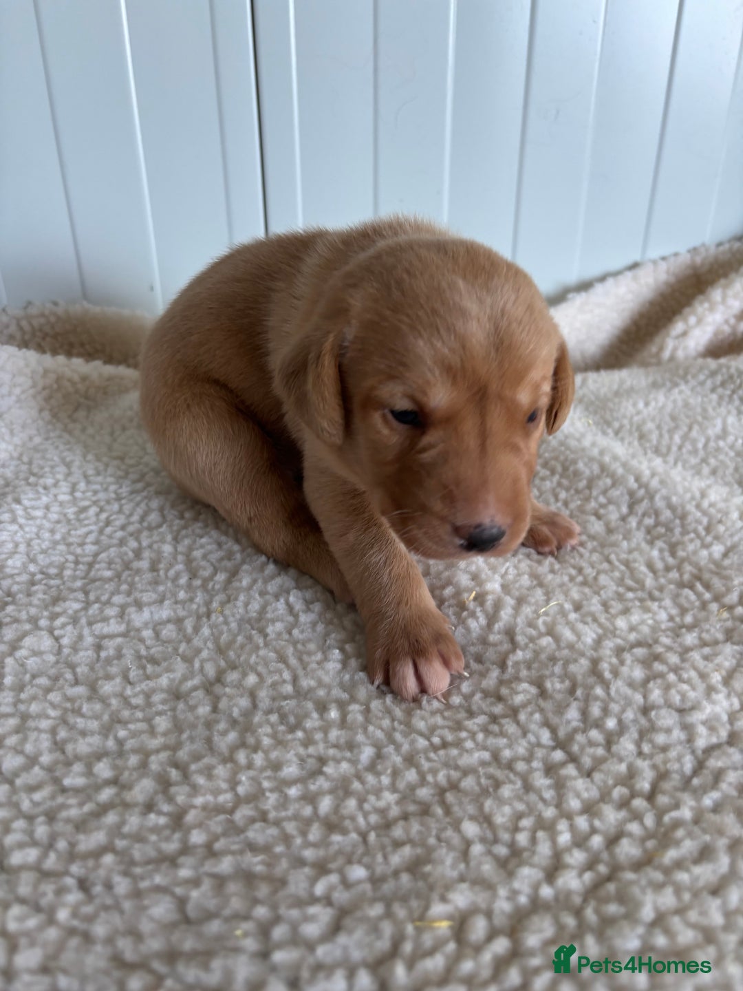 Labrador Retriever dogs for sale: QUALITY LABRADOR PUPPIES  - Image 4