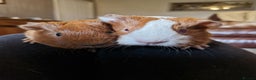 Guinea Pig rodents for sale: Two bond brothers ready on 11th feb 26 - Advert 2