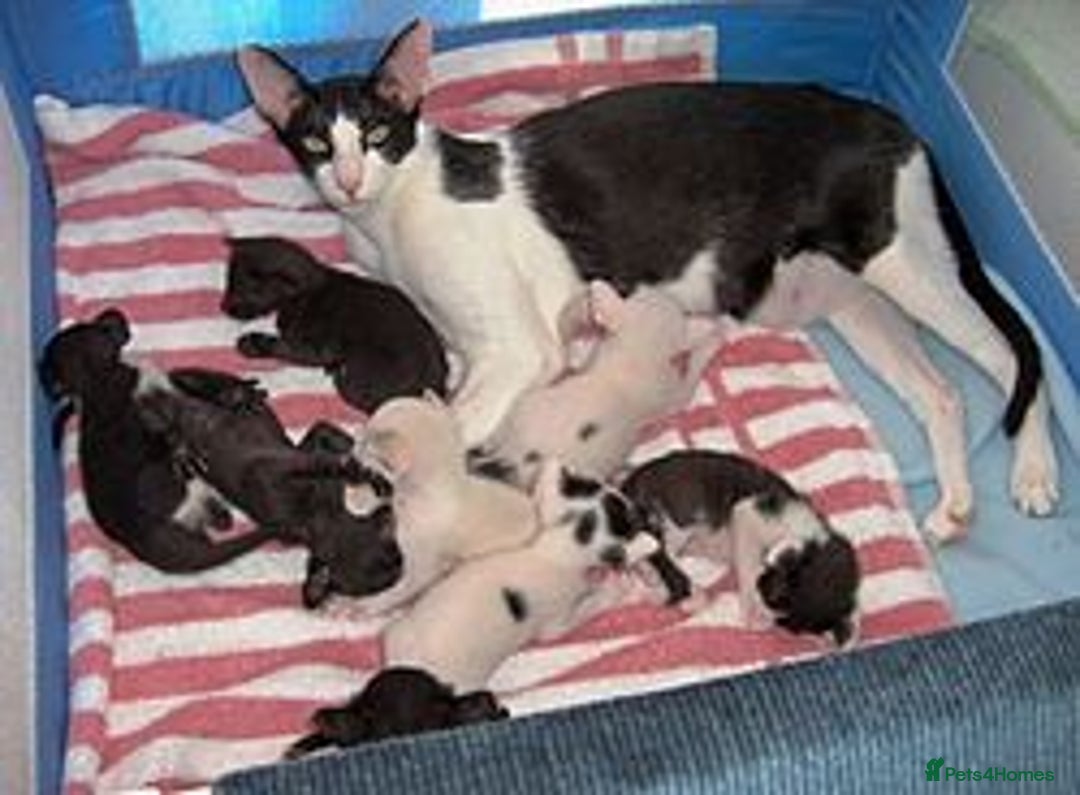 Oriental cats for sale: oriental cross  - Image 6
