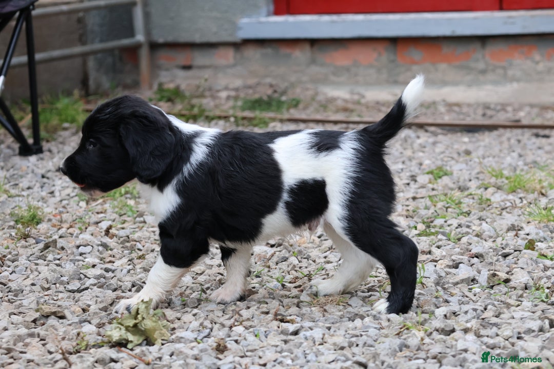 English Springer Spaniel dogs for sale: Heavily marked traditional working ESS - Image 2