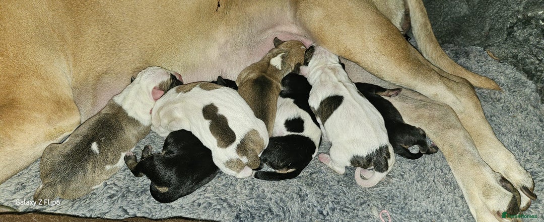 Mixed Breed dogs for sale: Confident & Well-Socialised Presa x Staffy Pups - Image 27