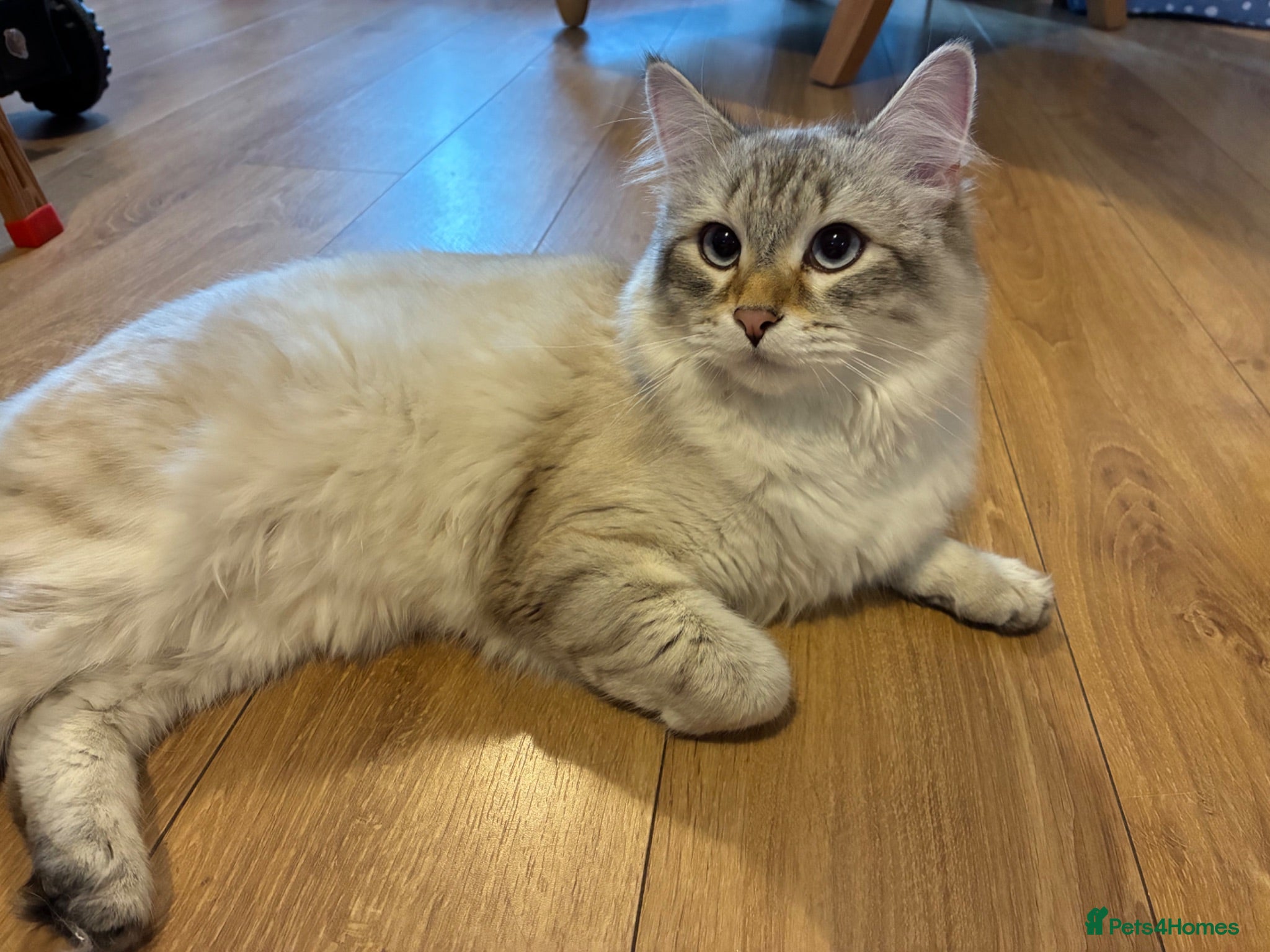 Siberian cats Beautiful Siberian Male Cat - Advert 11