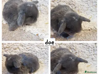 Mini Lop rabbits Minilop babys ready to reserve - Advert 1