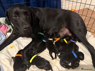 Labrador Retriever dogs Purebred Labrador - Advert 1