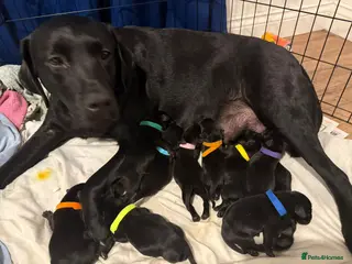 Labrador Retriever dogs Purebred Labrador - Advert 14