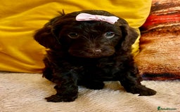 Cavapoo dogs for sale: TOY Fluffy Cavapoo’s From Health Tested Parents - Image 21