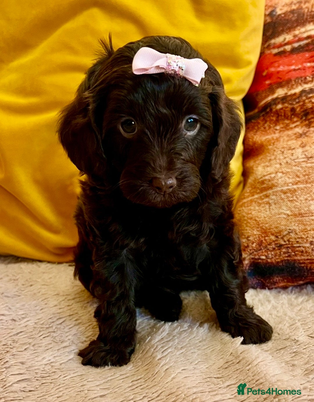 Cavapoo dogs for sale: TOY Fluffy Cavapoo’s From Health Tested Parents - Image 21