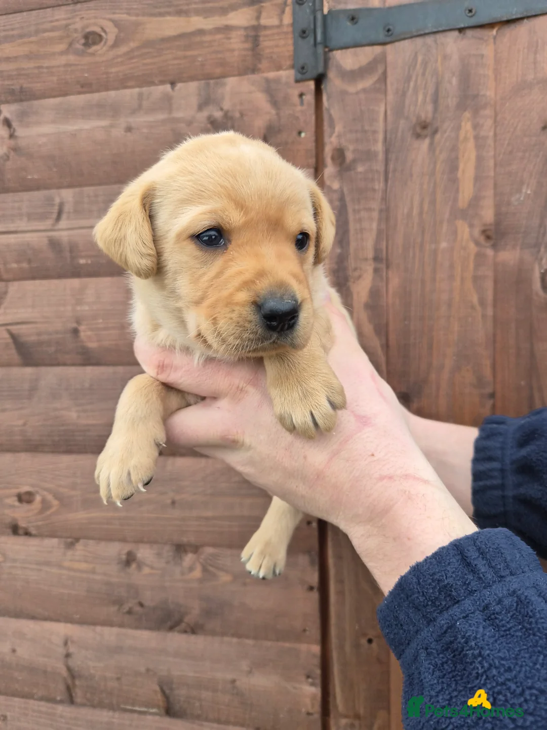 Labrador Retriever dogs for sale: Beautiful Labrador Retriever Puppies for Sale - Advert 22