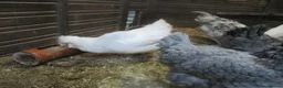 Chickens poultry for sale: Araucanaa pullets(Large, Tailed). Blue / White lue - Advert 4