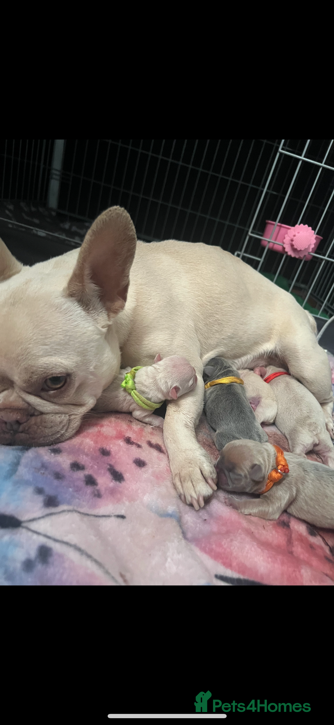 French Bulldog dogs for sale: 10 weeks old KC registered French bulldog puppies  - Image 7