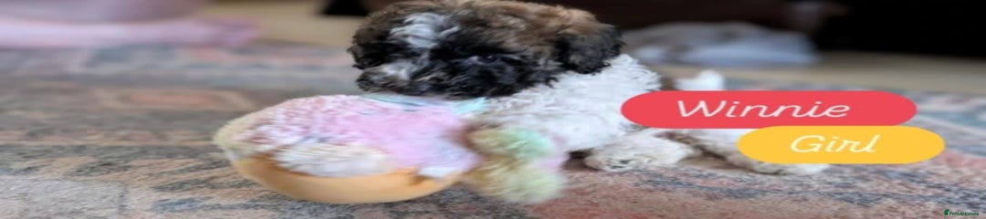 Poochon Puppy 3