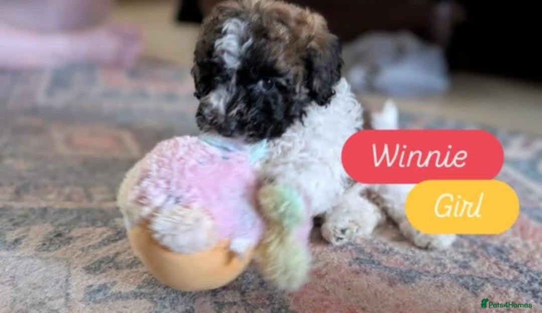 Poochon dogs for sale: Poochon pups stunning Rare colours - Image 27