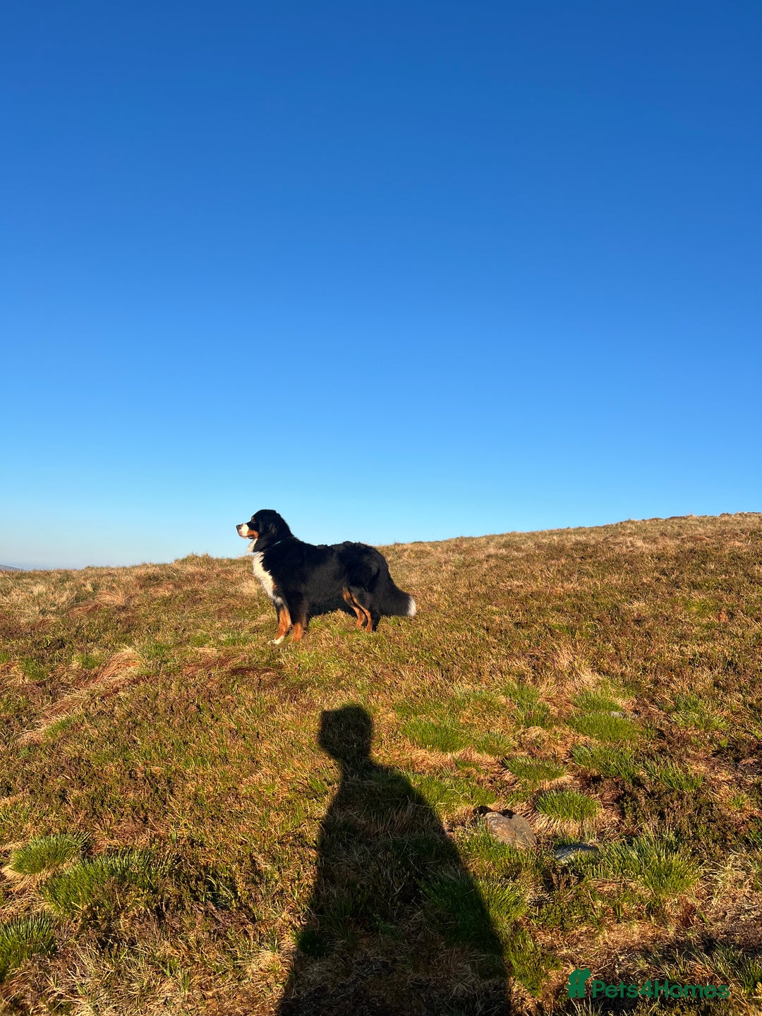 Bernese Mountain Dog dogs for stud: Bernese Mountain Dog for stud in Glasgow - Image 12