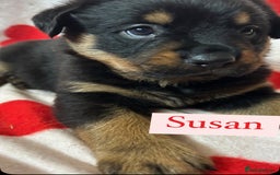 Rottweiler dogs for sale: 2 girls remaining  - Image 7
