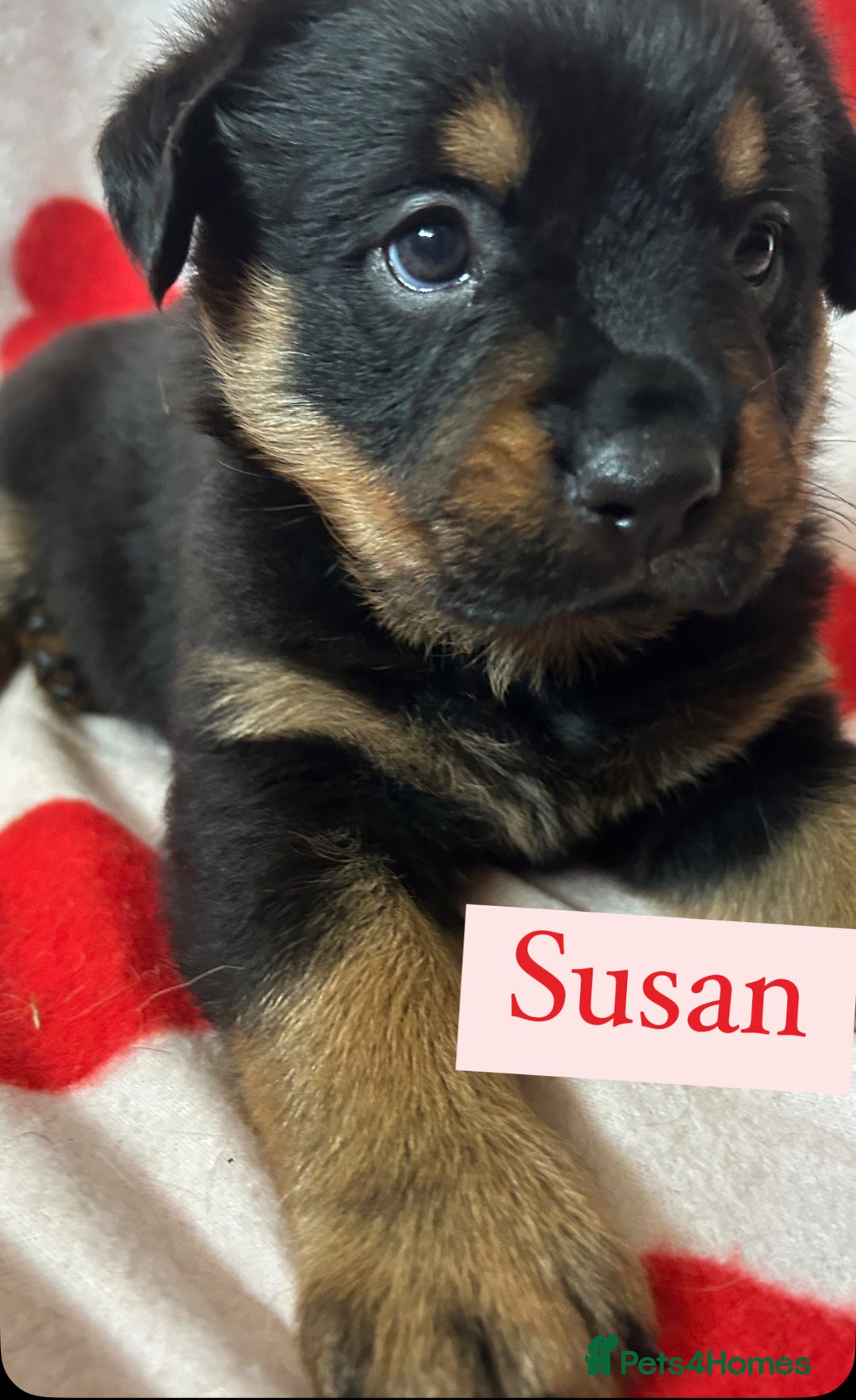 Rottweiler dogs for sale: 2 girls remaining  - Image 7