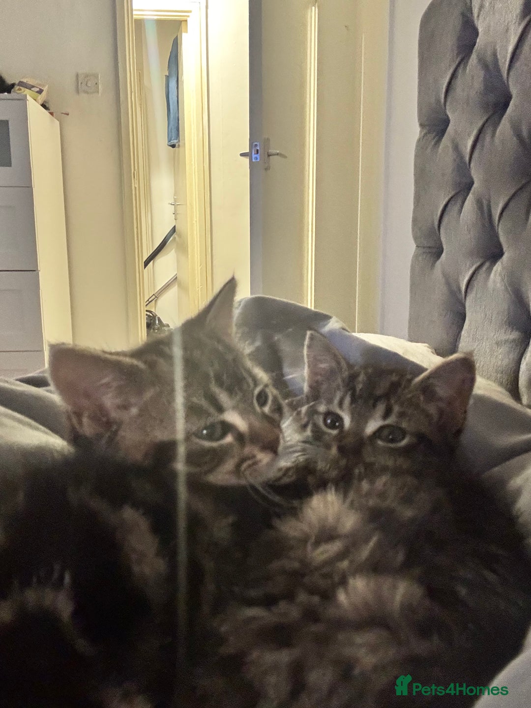 Mixed Breed cats for sale: Adorable 3 month old kittens  - Advert 9