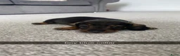 Miniature Dachshund dogs for sale: miniature dachound teckels  - Advert 6