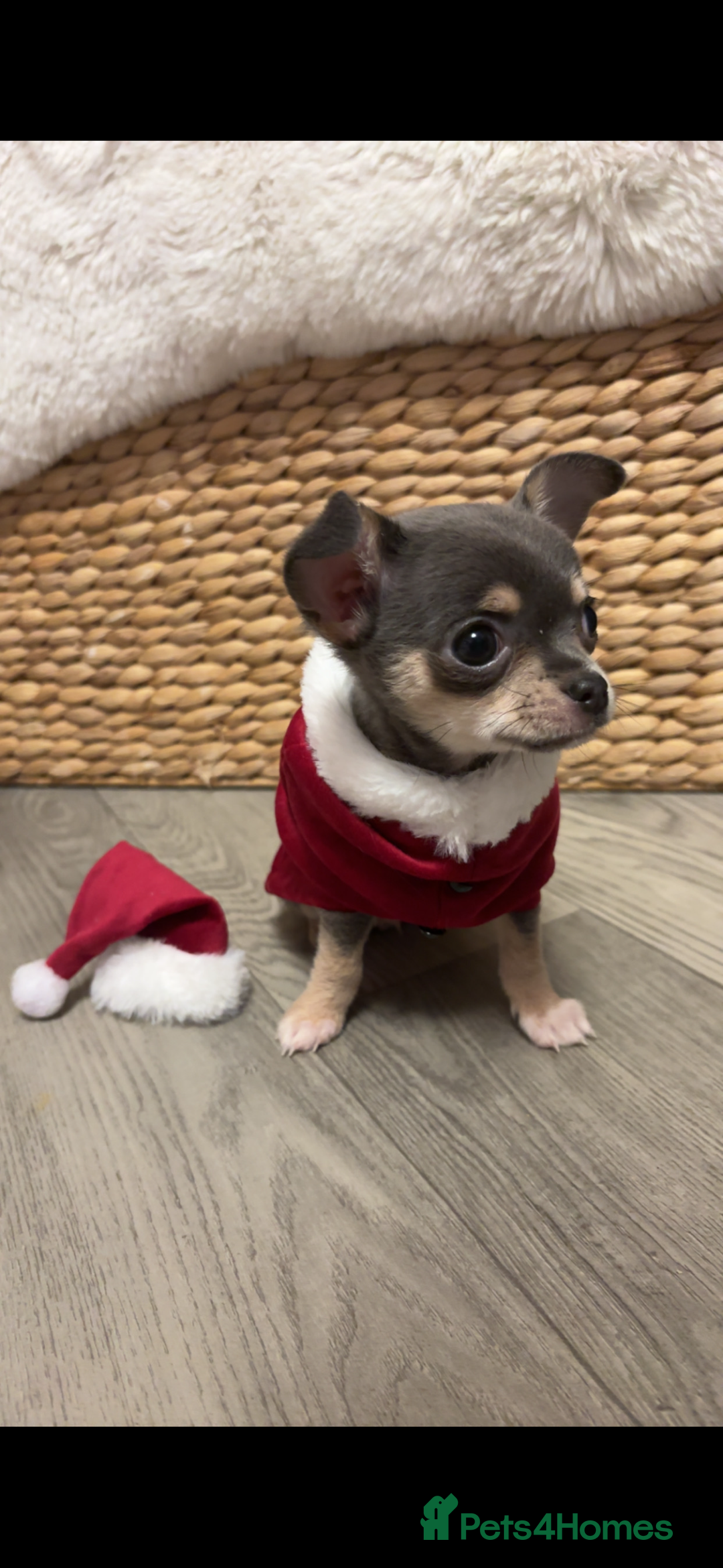 Chihuahua dogs for stud: Tiny blue boy for stud  - Advert 5