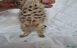 Mixed Breed cats for sale: 4 beautiful fluffy kittens ready now - Image 4