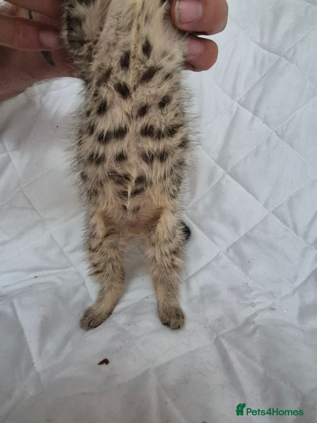 Mixed Breed cats for sale: 4 beautiful fluffy kittens ready now - Image 4