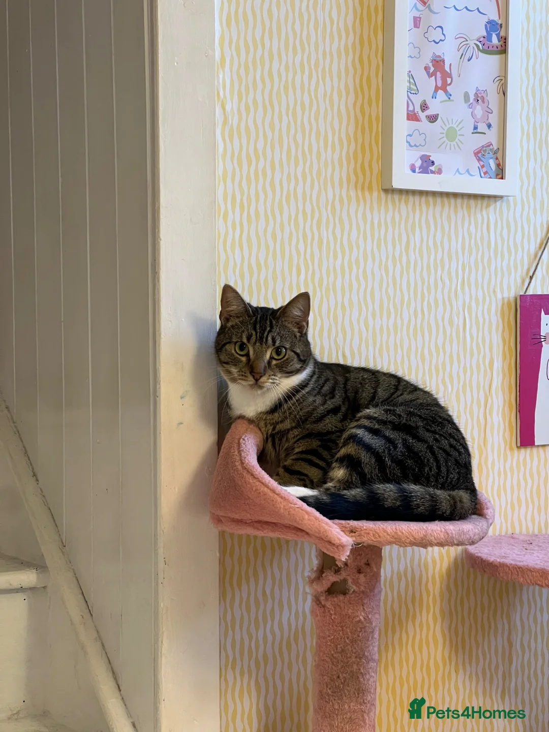 Mixed Breed cats for sale: Zula  - Advert 2