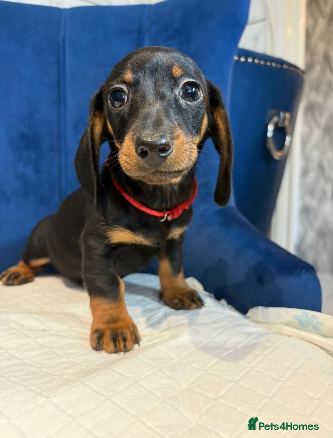 Miniature Dachshund dogs for sale: Miniature Dachshunds  - Advert 8