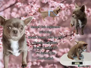 Chihuahua dogs KC reg-Health tested-PROVEN - Advert 7