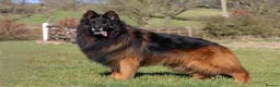 German Shepherd dogs for sale: ( Kc ) Handsome Boy with a Unique pedigree  - Advert 7