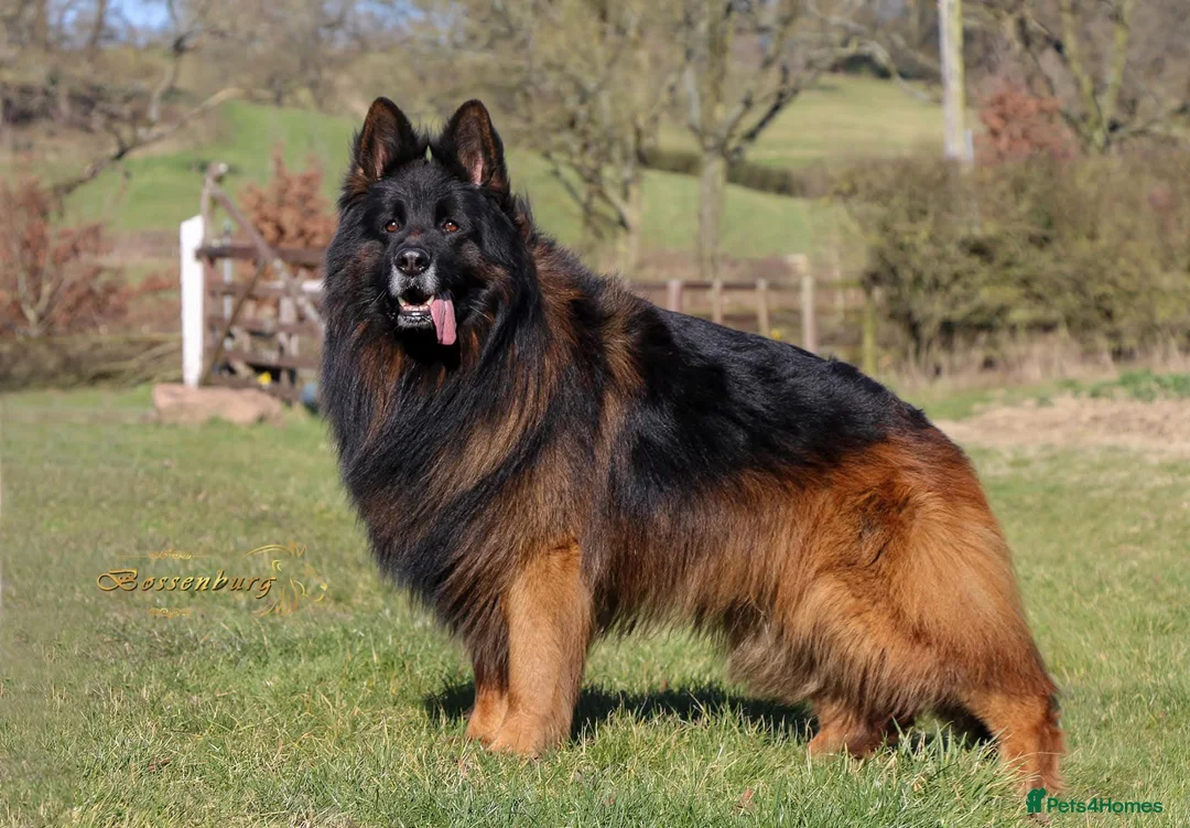 German Shepherd dogs for sale: ( Kc ) Handsome Boy with a Unique pedigree  - Advert 7