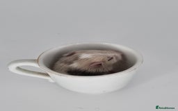 Mouse rodents for sale: Fancy Mice - Image 8