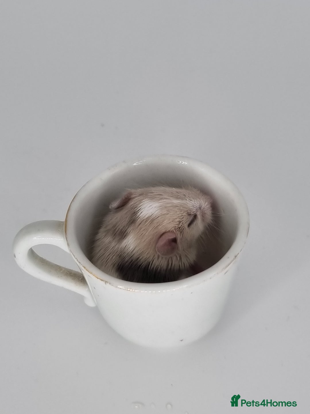 Mouse rodents for sale: Fancy Mice - Image 8