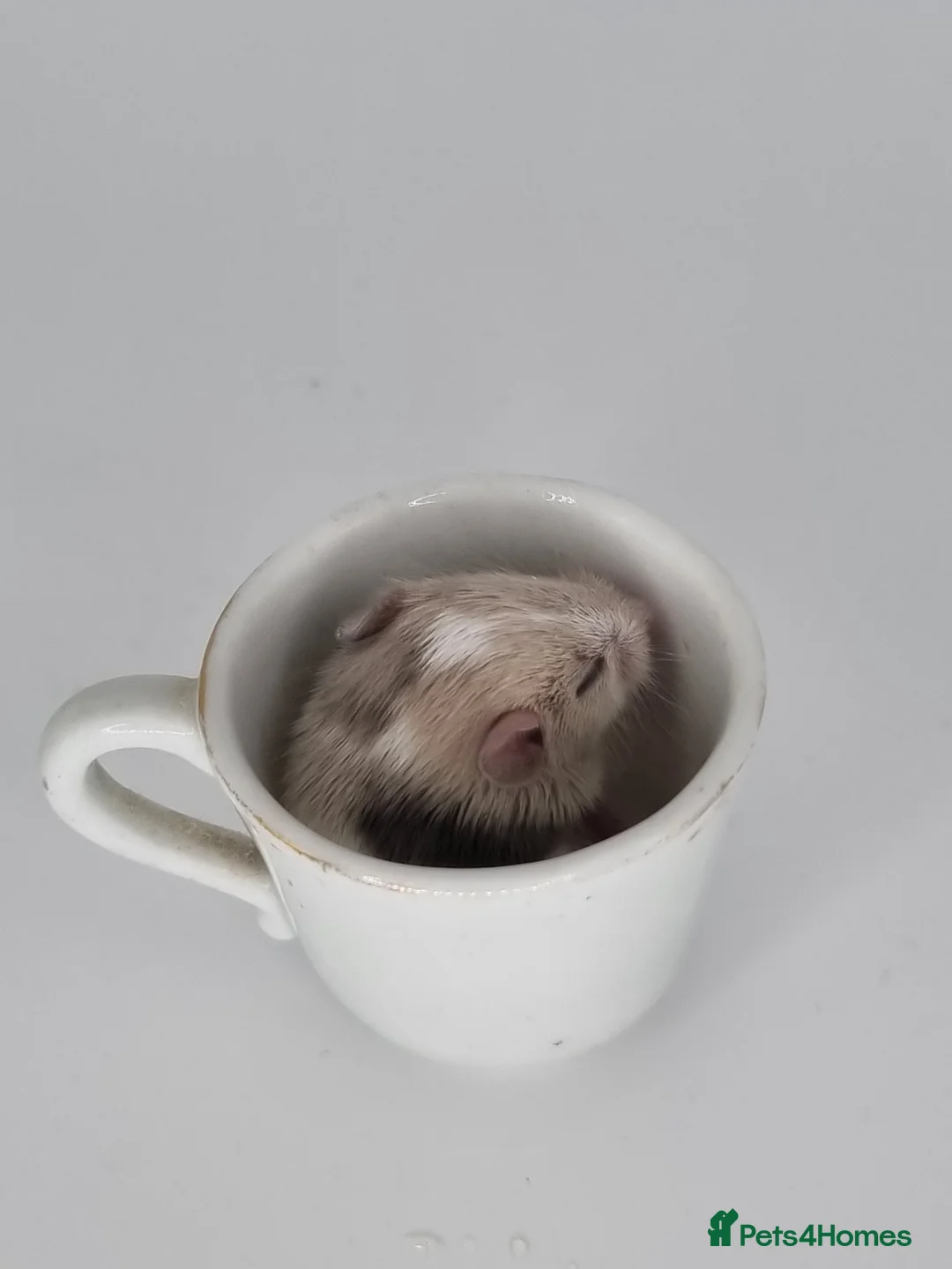 Mouse rodents for sale: Fancy Mice - Advert 9