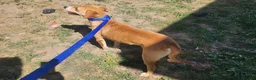 Mixed Breed dogs for adoption: 🐾Jacky Adorable Playful Clever Affectionate Puppy - Advert 5