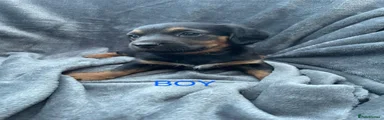 Jackshund 1
