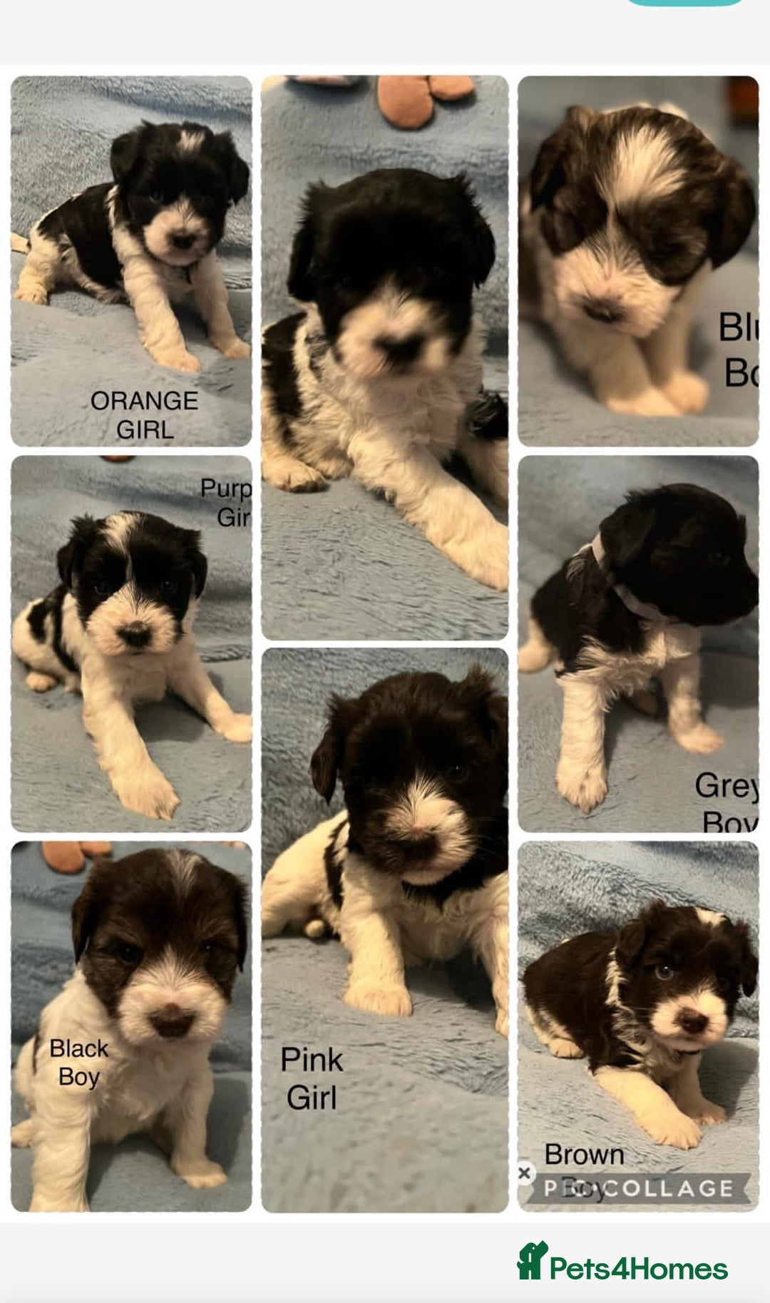 Miniature Schnauzer dogs for sale: OMG ❤️RARE  PEDIGREE PARTI MINIATURE SCHNAUZER  - Advert 3
