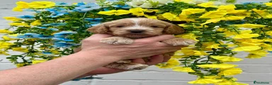 Cockapoo Puppy 7