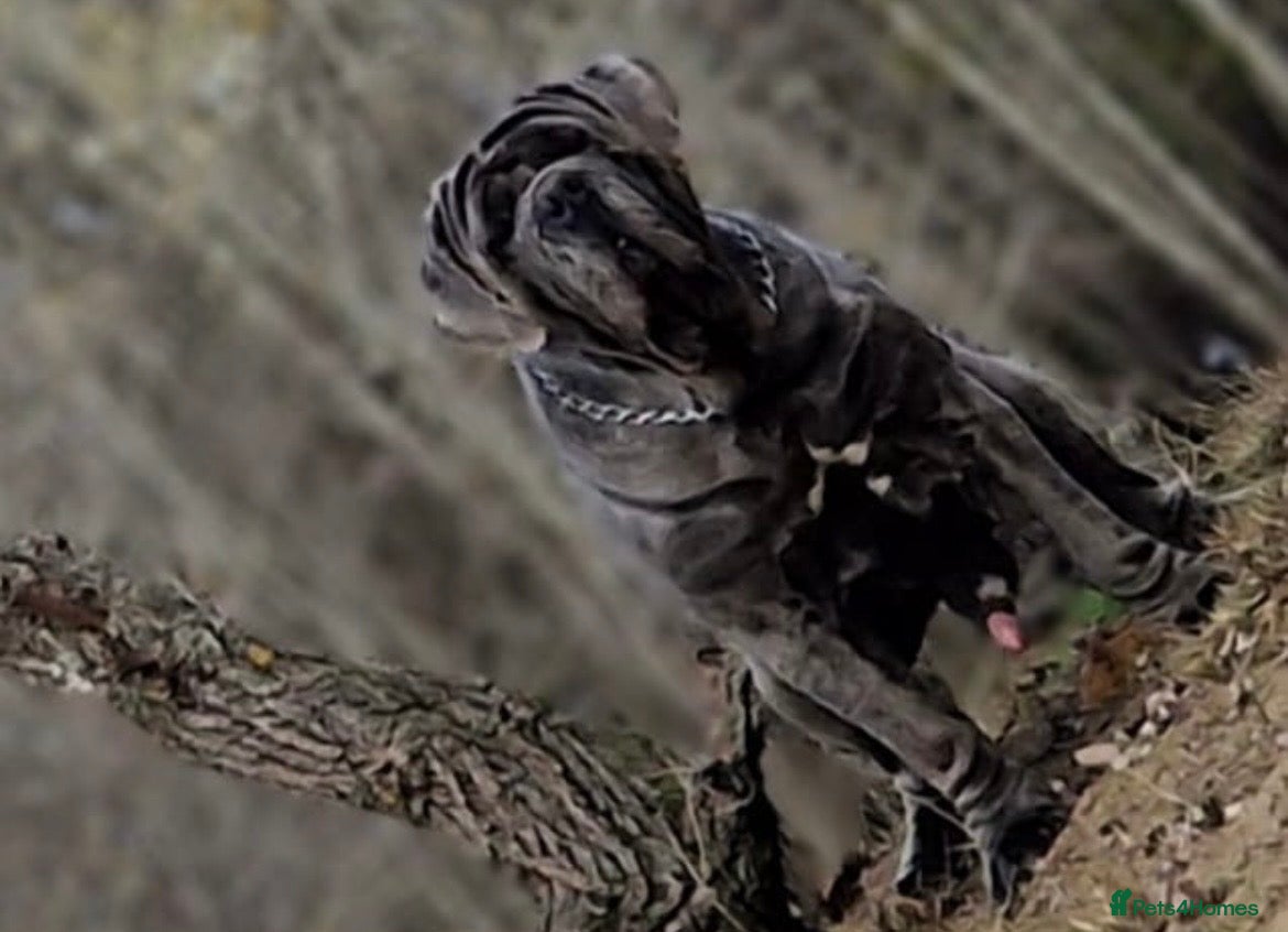 Neapolitan Mastiff dogs for stud: Neapolitan Mastiff Stud  - Advert 2