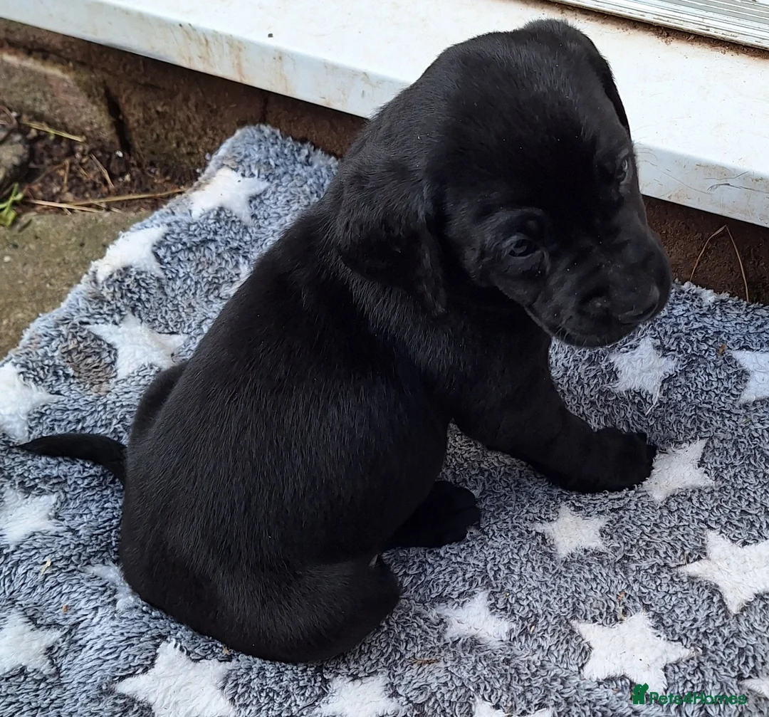 Labrador Retriever dogs for sale: Black Labrador Puppies  - Advert 4