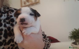 Jack Russell dogs for sale: Jack Russell  - Advert 15