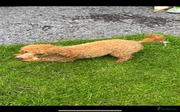 Toy Poodle dogs for sale: Tiny Red Toy Poodles Available now - Image 17