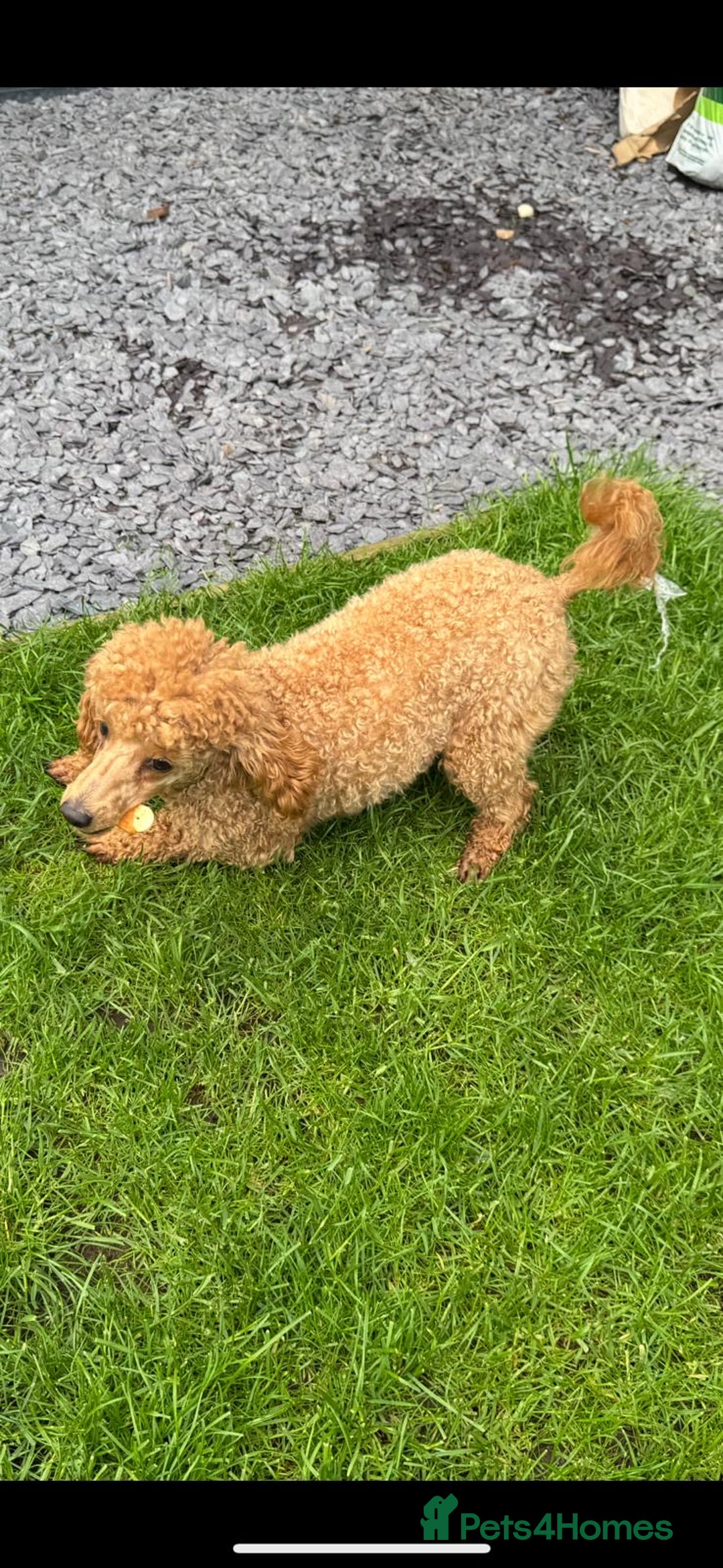 Toy Poodle dogs for sale: Tiny Red Toy Poodles Available now - Image 17