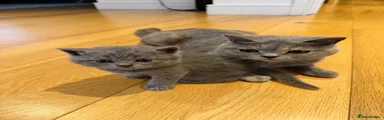 British Shorthair Kitten 2