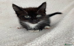 Domestic Shorthair cats for sale: Fluffy Black and White Male Kitten  - Image 8
