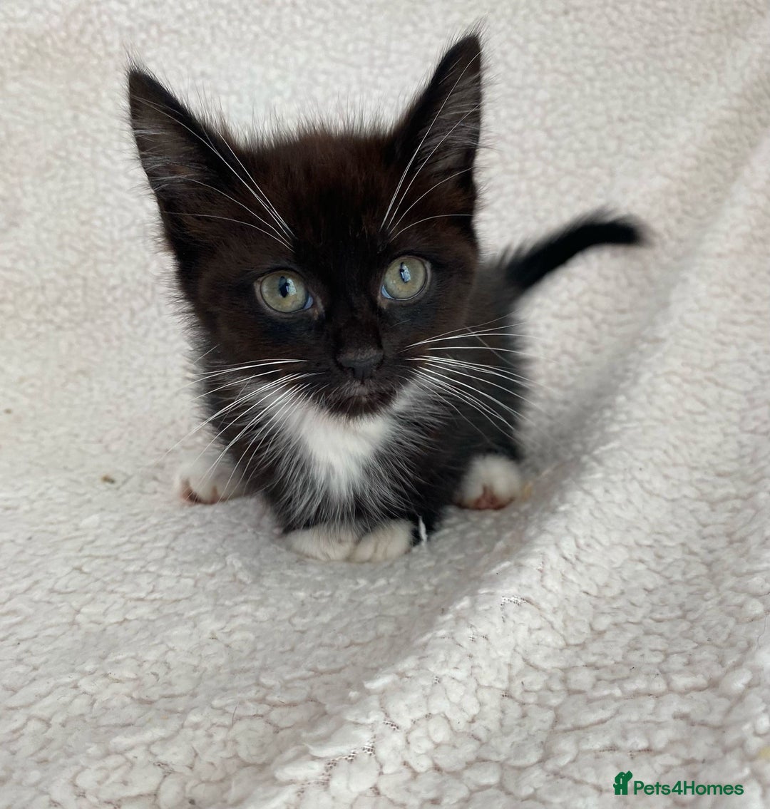 Domestic Shorthair cats for sale: Fluffy Black and White Male Kitten  - Image 8