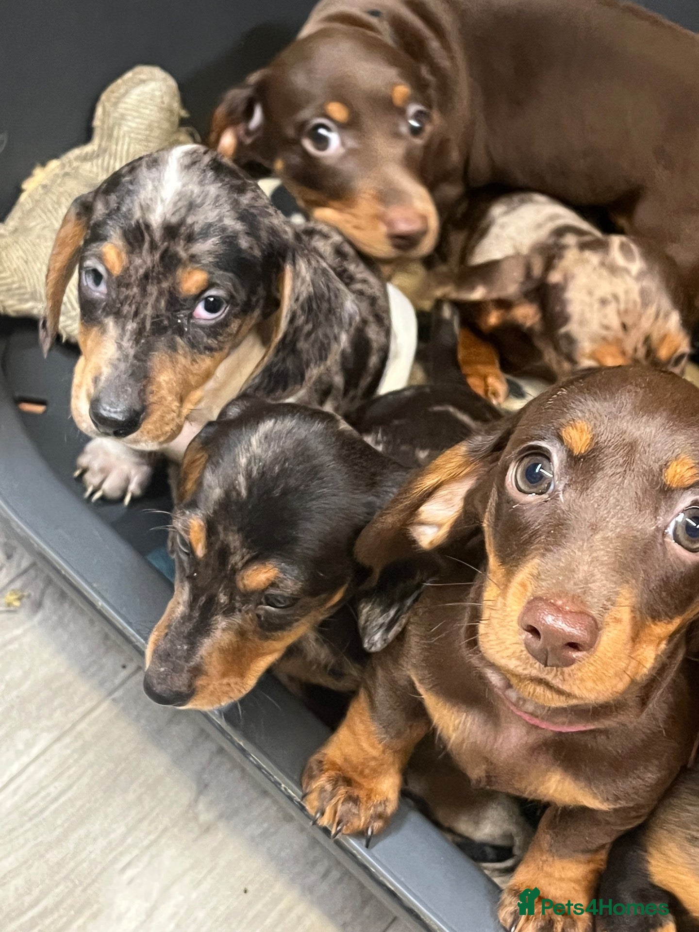 Miniature Dachshund dogs Beautiful Fully health check mini Dachshund pups - Advert 1